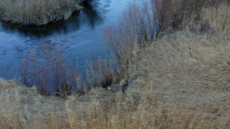 Aerial-View-Of-Deer-Running-Beside-Horton-Creek-In-Pleasant-Valley,-California