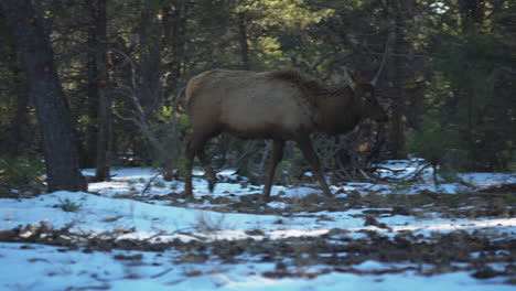 Wild-Elk-Walking-Past-On-Partial-Frozen-Ground