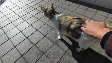 POV-male-hand-petting-pretty-and-playful-cat-in-urban-setting