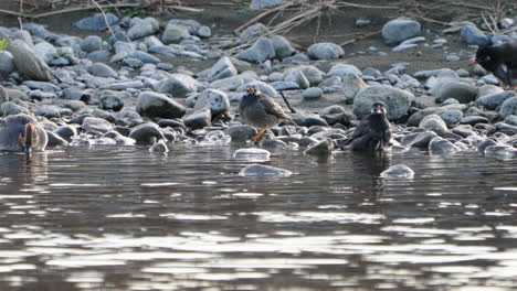 View-Of-A-Green-winged-Teal-Swimming-And-White-cheeked-Starling-Birds-By-The-Futakotamagawa-River-In-Tokyo,-Japan---static-shot