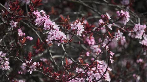Äste-Eines-Kirschblütenbaums,-Die-Sich-Im-Frühling-Sanft-Im-Wind-Wiegen