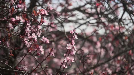 Ramas-De-Los-Cerezos-En-Flor-Meciéndose-Suavemente-Con-La-Brisa-Durante-La-Primavera-En-Canadá