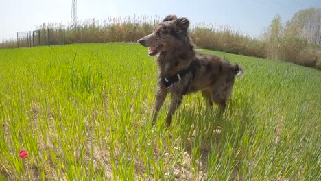 Border-Collie-Hund,-Der-In-Zeitlupe-Durch-Ein-Grünes-Grasfeld-Läuft