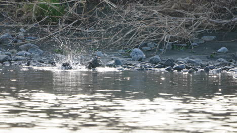White-cheeked-Starling-Birds-Cleaning-Themselves-In-The-Water-At-Futakotamagawa-River-In-Tokyo,-Japan---wide,-static-shot