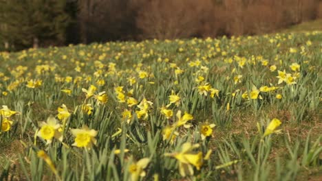 Daffodil-flower-field-at-sunset-in-the-countryside-slow-motion