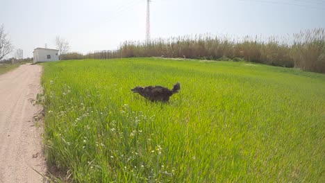 border-collie-dog-running-through-a-field-of-green-grass-in-slow-motion