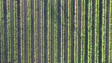 Overhead-aerial-drone-pan-over-rows-of-green-vineyard-vines-on-rural-winery-farm-field-with-low-setting-sun-on-autumn-day,-cool-textures-and-backdrop