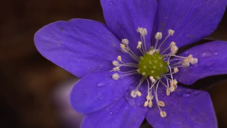 Hepatica-Nobilis-Blume-Mit-Violetten-Kelchblättern,-Die-Mit-Pollen-Von-Staubblättern-Besprenkelt-Sind