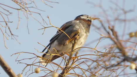 View-Of-A-White-cheeked-Starling-Perching-On-The-Twigs-Against-Blue-Sky-In-Tokyo,-Japan---low-angle,-close-up-shot