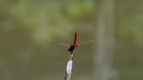 Purple-Red-Dragonfly-Crimson-Dropwing-standing-on-a-branches,-tail-up-to-reduce-the-temperature
