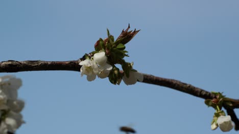 Biene-Sammelt-Nektar-Auf-Weißen-Kirschblüten,-Die-Vom-Wind-Geschüttelt-Werden