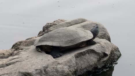 Eine-Schildkröte,-Die-Sich-In-Der-Nachmittagssonne-Auf-Einem-Felsen-In-Einem-See-Ausruht