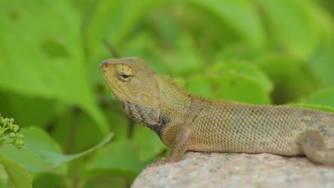 Close-up-side-view-changeable-lizard-stand-on-a-rocky-stone
