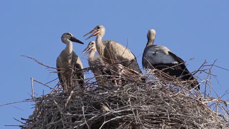 Wild-stork-family,-mother-and-young-ciconia-birds-in-nest,-close-up