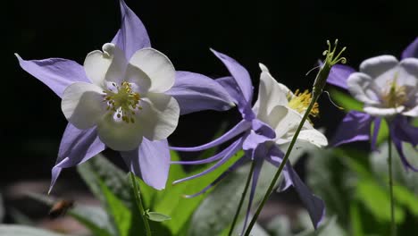Columbine-light-blue-flowers-in-warm-sunshine-and-a-gentle-breeze,-close-up
