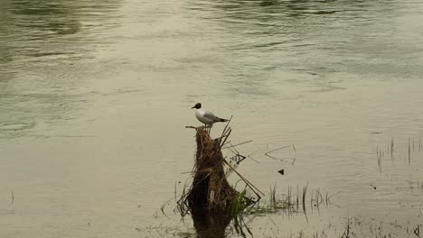 Black-headed-Gull-searching-litter,-fish,-small-rodents-and-insects-on-river-bank