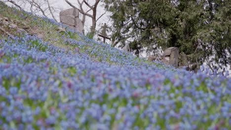 Rack-Focus-from-Blue-Hepatica-Flowers-Blooming-on-Hill-to-Old-Metal-Cross-Overlooking-Graveyard