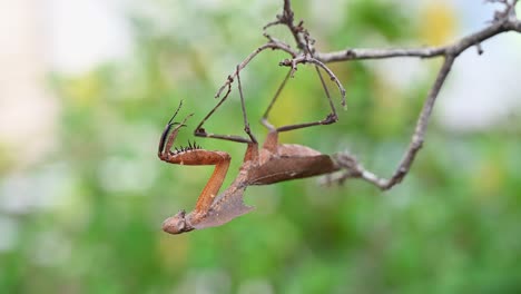 Dead-Leaf-Mantis,-Deroplatys-desiccata,-Thailand,-hanging-upside-down-on-a-bare-dry-twig-as-if-motionless-and-then-turns-its-head-towards-its-forelegs-and-swings-a-little