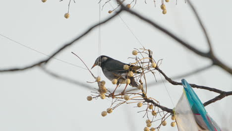 View-Of-A-White-Cheeked-Starling-Bird-Perching-Next-To-A-Fallen-Kite-In-Tokyo,-Japan---close-up