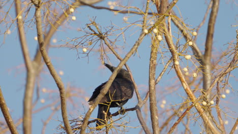 Large-billed-Crow-Picking-Fruits-From-The-Tree-In-A-Forest-In-Tokyo,-Japan---close-up
