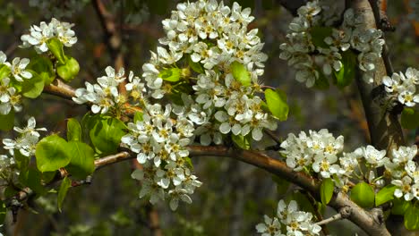 White-flowers-of-fruit-trees-swayed-by-light-breeze-on-orchard,-spring-texture