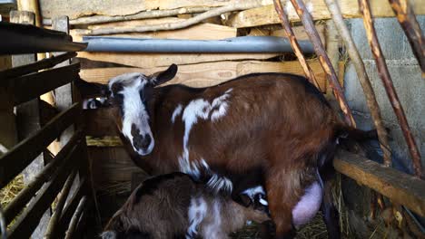 Cabra-Amamantando-A-Un-Niño-Recién-Nacido,-Pequeña-Cabra-Chupando-Leche-De-La-Madre
