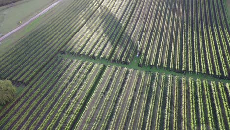 Aerial-drone-pan-over-rows-of-netted-green-vineyard-vines-on-rural-winery-farm-field-with-low-setting-sun-on-autumn-day