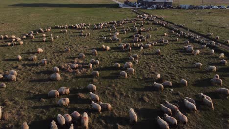 Aerial-Footage-With-Herd-Of-Sheeps