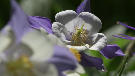 Blue-and-white-petals-of-columbine-flowers-with-pollen-on-pistils-close-up