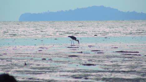 Fauna-Menor-Ayudante-Cigüeña-Pájaro-Caminando-Y-Alimentándose-Encontrando-Comida-En-La-Playa-De-Pantano-Fangoso-De-Humedales-De-Marea-Baja-En-Malasia