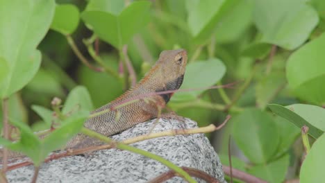 Wildlife-changeable-lizard-looking-around-standing-on-rock-stone-in-rainforest