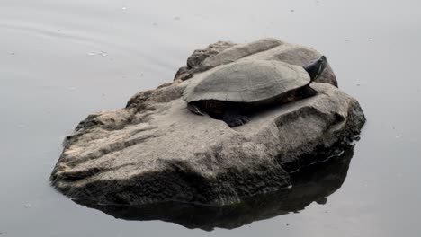 A-turtle-resting-on-a-rock-in-a-lake-in-the-afternoon-sunshine