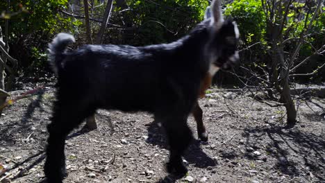 Pequeñas-Cabras-Juguetonas-Corriendo-En-El-Patio-Trasero-De-La-Casa-Del-Pueblo