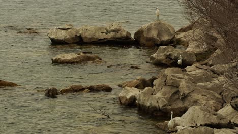 Seltene-Wildvögel-Des-Weißen-Silberreihers,-Die-In-Der-Nähe-Von-Nestern-Auf-Trockenem-Schilf-Am-Seeufer-Stehen