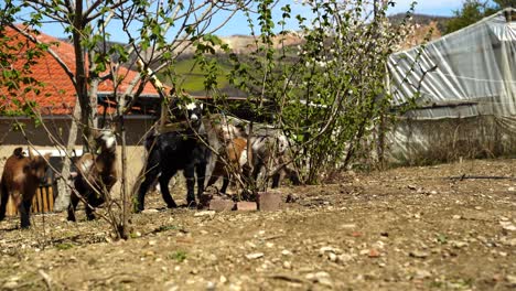 Herde-Kleiner-Ziegen,-Die-Blätter-Essen-Und-Auf-Dem-Hinterhof-Des-Dorfhauses-Spielen