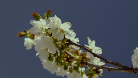 Flowers-of-a-cherry-blossom-on-branch-close-up,-blossoming-of-white-petals