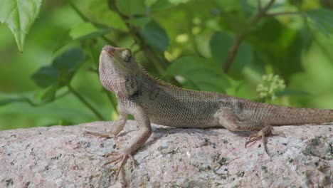 Wildlife-close-up-side-view-changeable-lizard-on-the-rock-stone-in-forest