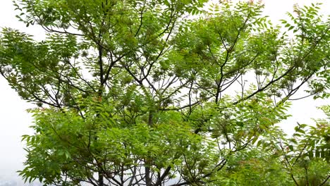 The-fresh-green-leaves-on-a-tree-blowing-in-the-wind-against-a-white-background