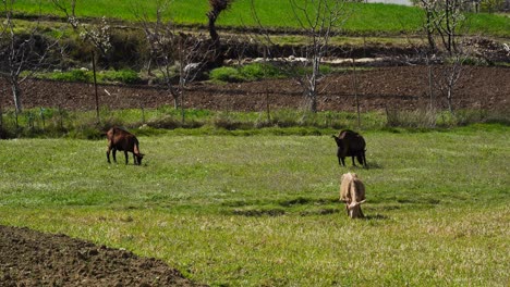 Cabras-Domésticas-Pastando-Hierba-De-Pradera-Verde-En-Un-Paisaje-Rural-Tranquilo