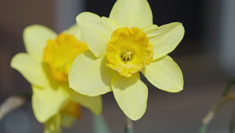Beautiful-yellow-daffodil-narcissus-flower-close-up
