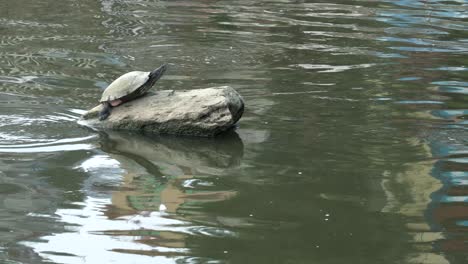 A-turtle-sunbathing-on-a-rock-in-a-lake