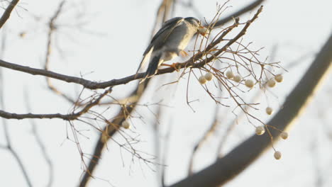Pájaro-Estornino-Gris-Posado-En-Una-Ramita-Mientras-Intentaba-Comer-Fruta-Del-árbol