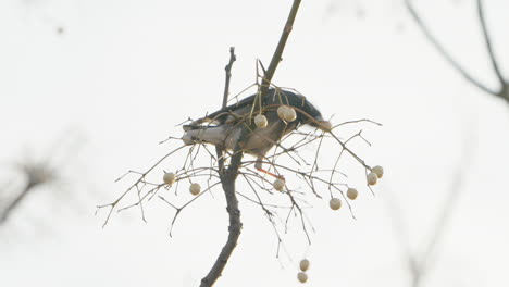 Pájaro-Estornino-De-Mejillas-Blancas-Tratando-De-Comer-Fruta-De-Un-árbol-En-Tokio,-Japón---De-Cerca