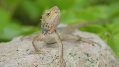 Close-up-a-changeable-lizard-rest-and-sit-on-rocky-stone-in-Malaysia