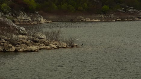 Rocky-shore-of-natural-lake-where-wild-birds-nesting,-gulls,-herons-and-Pygmy-Cormorant