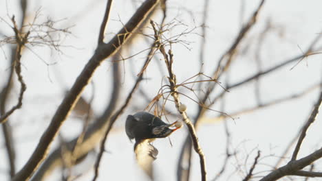 View-Of-A-White-cheeked-Starling-Bird-Trying-To-Get-Fruit-From-A-Tree-Then-Fell-Down-In-The-Forest-Near-Tokyo,-Japan---close-up