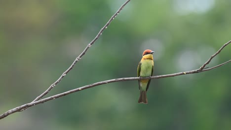 Chestnut-headed-Bee-eater,-Merops-leschenaulti,-Thailand