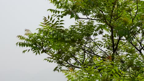 Die-Frischen-Grünen-Blätter-An-Einem-Baum,-Der-Vor-Einem-Weißen-Hintergrund-Im-Wind-Weht