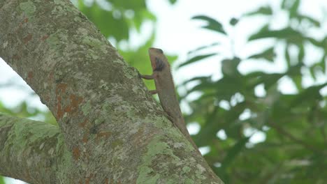 Wild-changeable-lizard-on-tree-with-ants