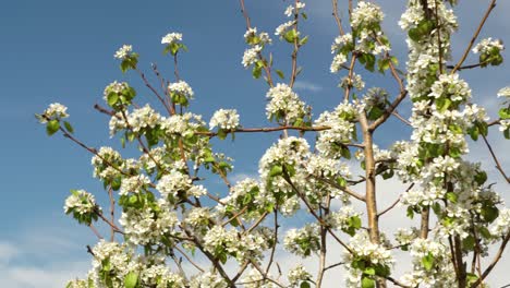 Orchard-tree-branches-with-white-flowers-blossom-on-light-breeze,-cloudy-sky-background
